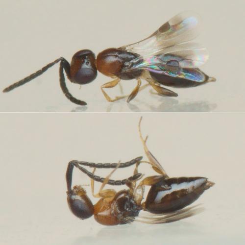 Dendrocerus sp.